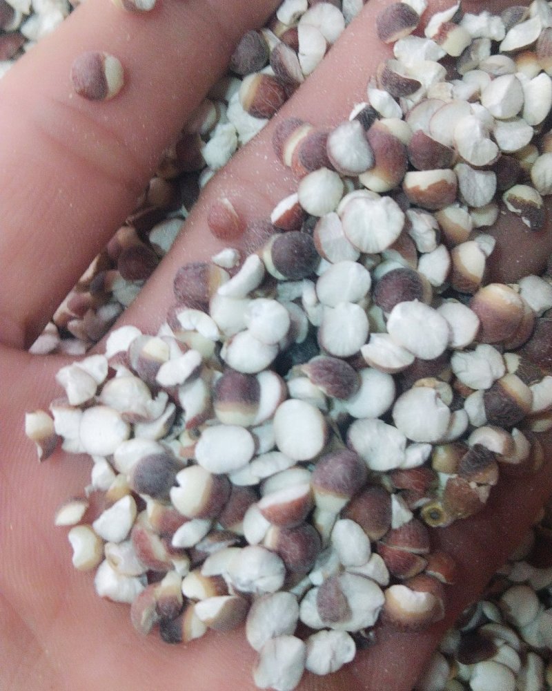 芡实大粒中粒质量可以