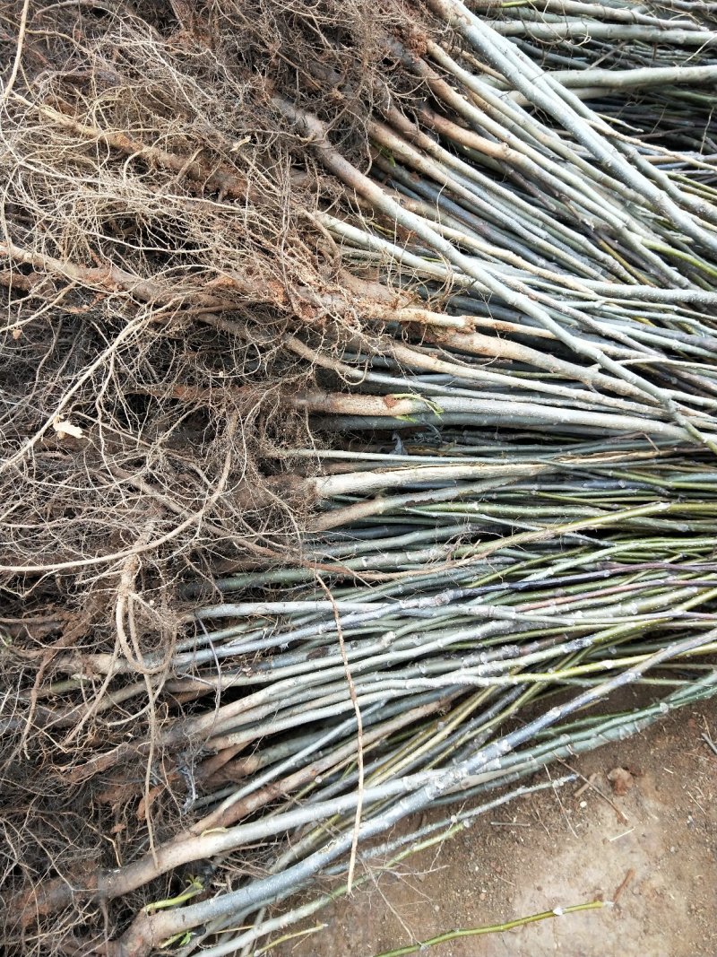 精选核桃苗，铁核桃，山核桃，嫁接核桃各个品种价格实惠成活率高