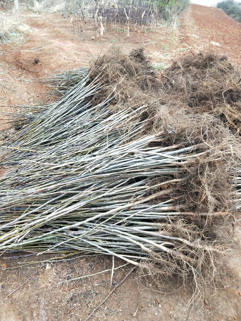 精选核桃苗，铁核桃，山核桃，嫁接核桃各个品种价格实惠成活率高