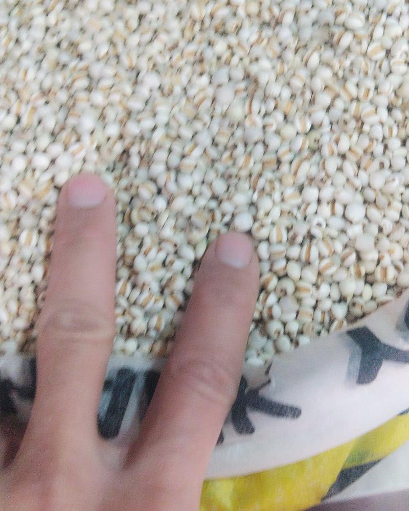 小意米小薏米小薏米质量可以