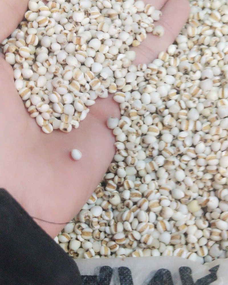 小意米小薏米小薏米质量可以