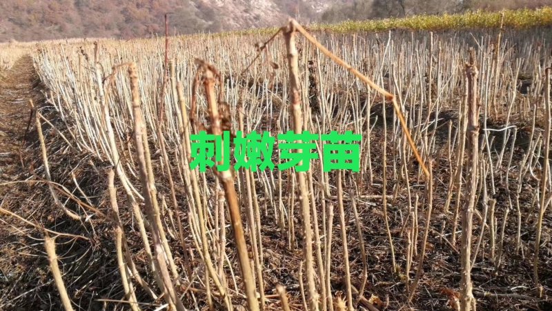 刺嫩芽苗。吉林基地直发。成活率高。诚信经营。量大优惠。