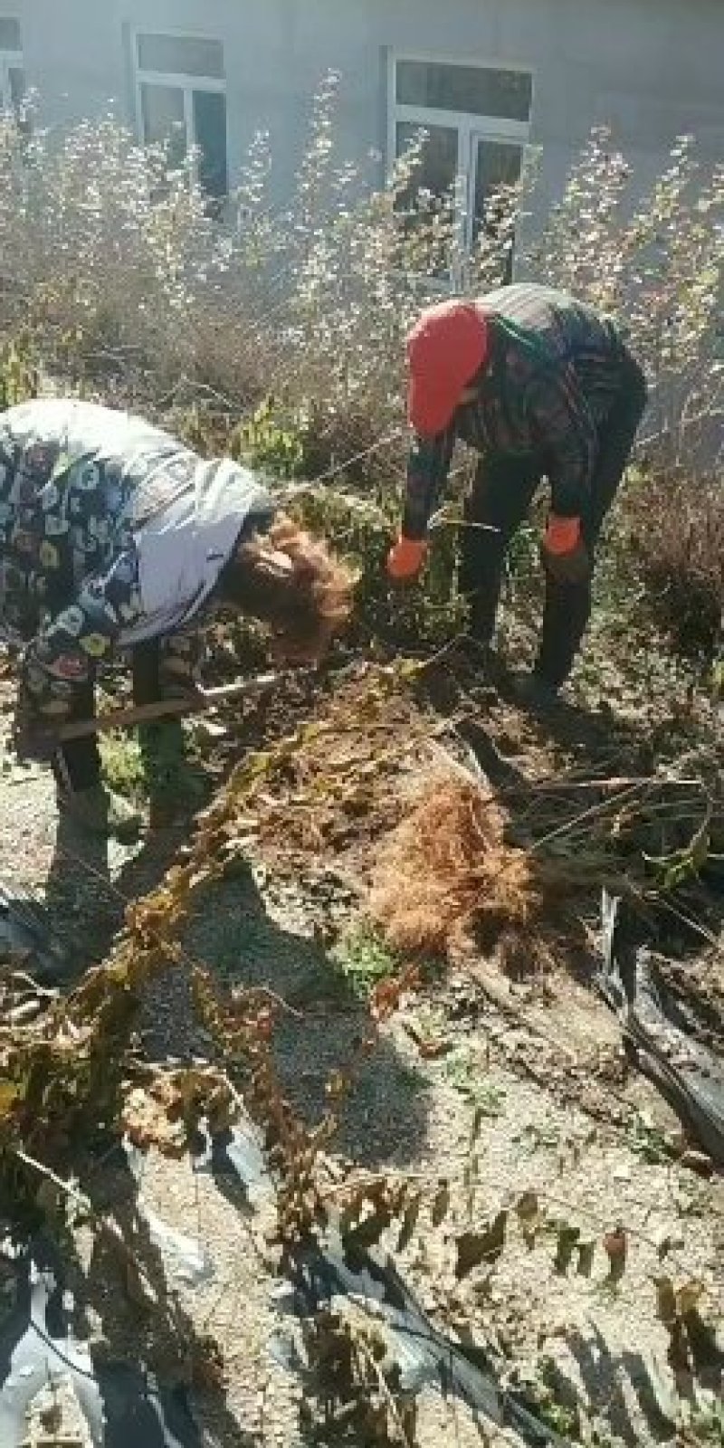 灯笼果苗。吉林基地直发。包技术。包成活率。品种好。服务好