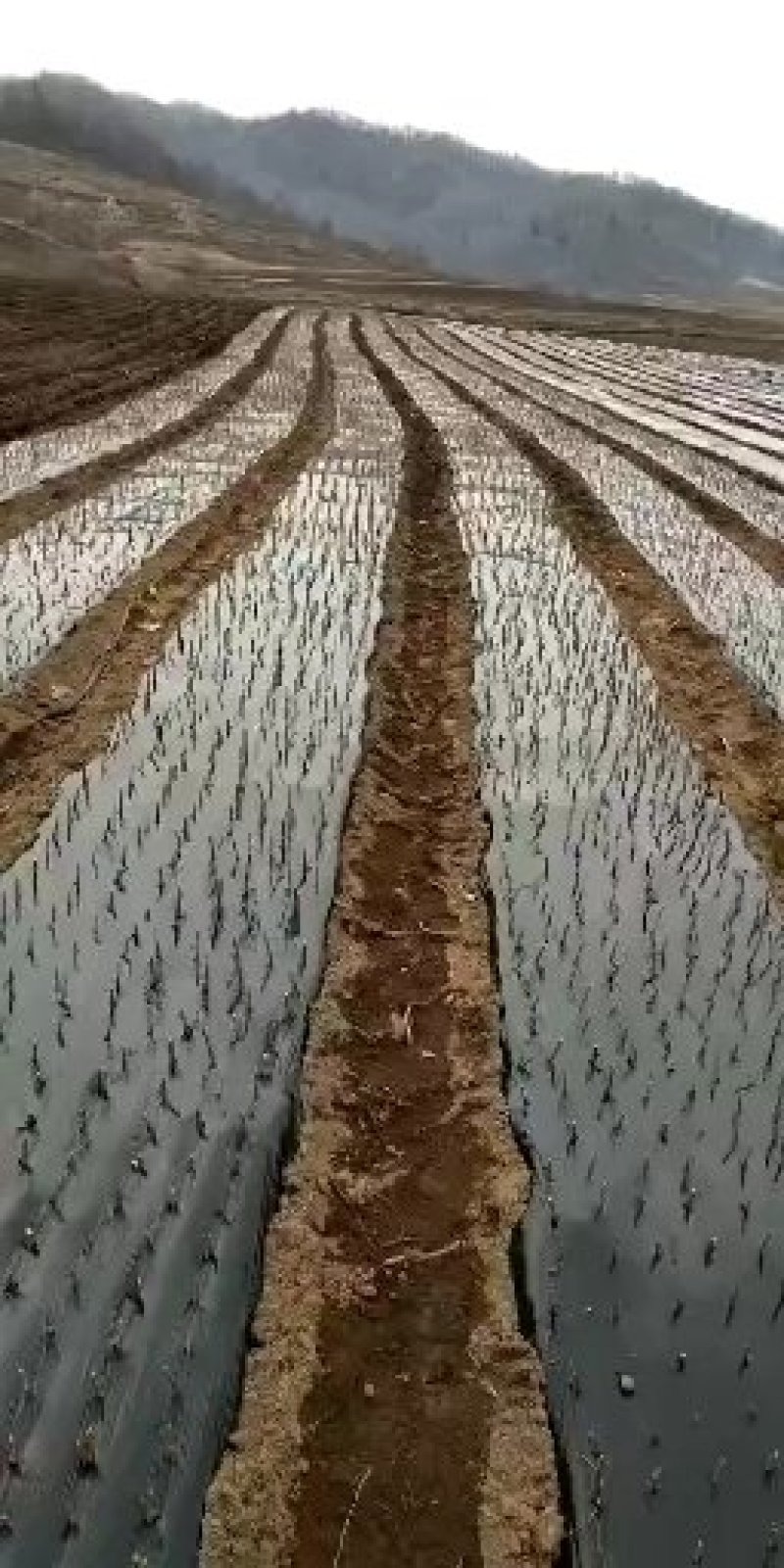 灯笼果苗。吉林基地直发。包技术。包成活率。品种好。服务好