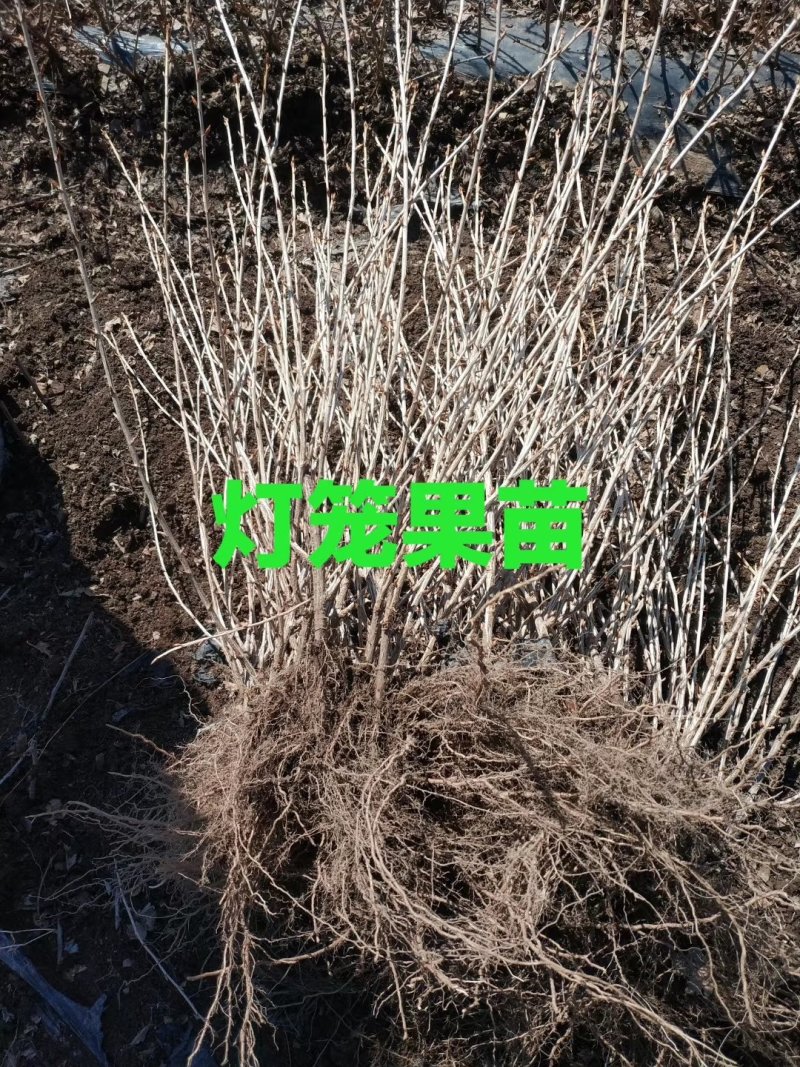 灯笼果苗。吉林基地直发。包技术。包成活率。品种好。服务好