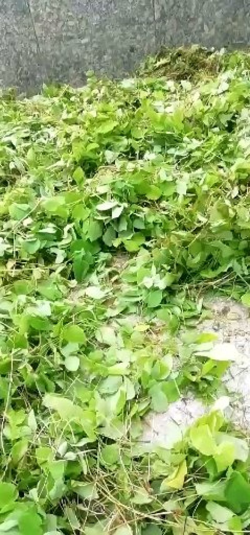2023年甘肃陇南礼县高含量小圆叶淫羊藿纯叶500g/件