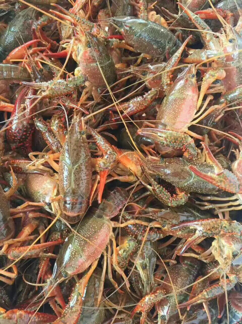 小龙虾湖北清水小龙虾一手货源全规格产地大量出货包邮