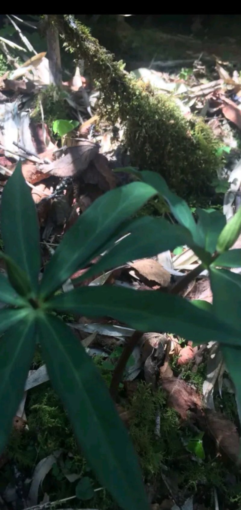 【牛商推荐】重楼，重楼苗，产地发货，一手货源