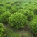 杜鹃球园林绿化工程用苗常绿植物