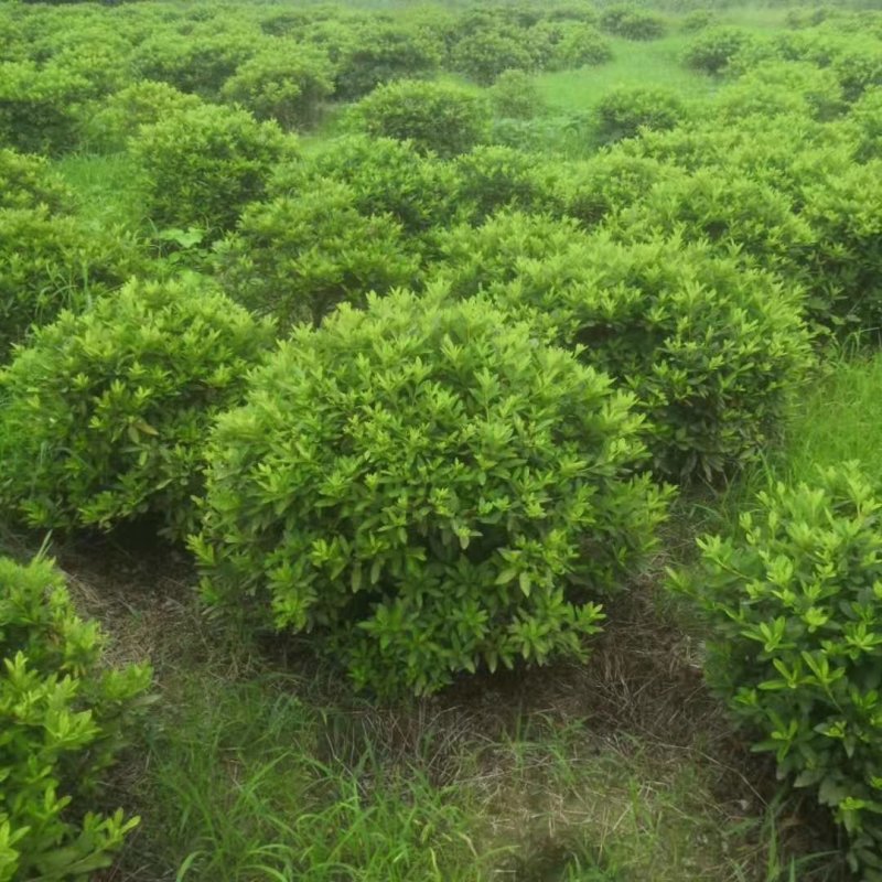 杜鹃球园林绿化工程用苗常绿植物