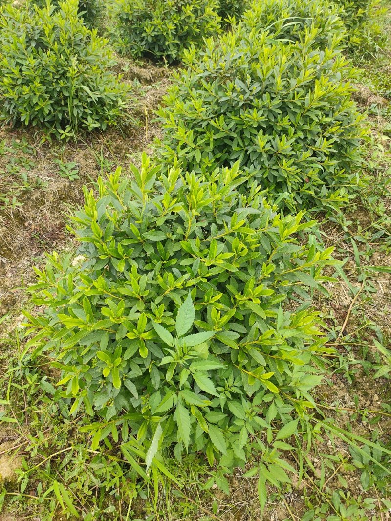 杜鹃球园林绿化工程用苗常绿植物