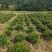 杜鹃球园林绿化工程用苗常绿植物