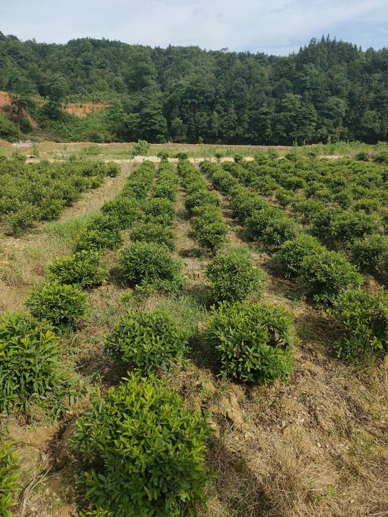 杜鹃球园林绿化工程用苗常绿植物