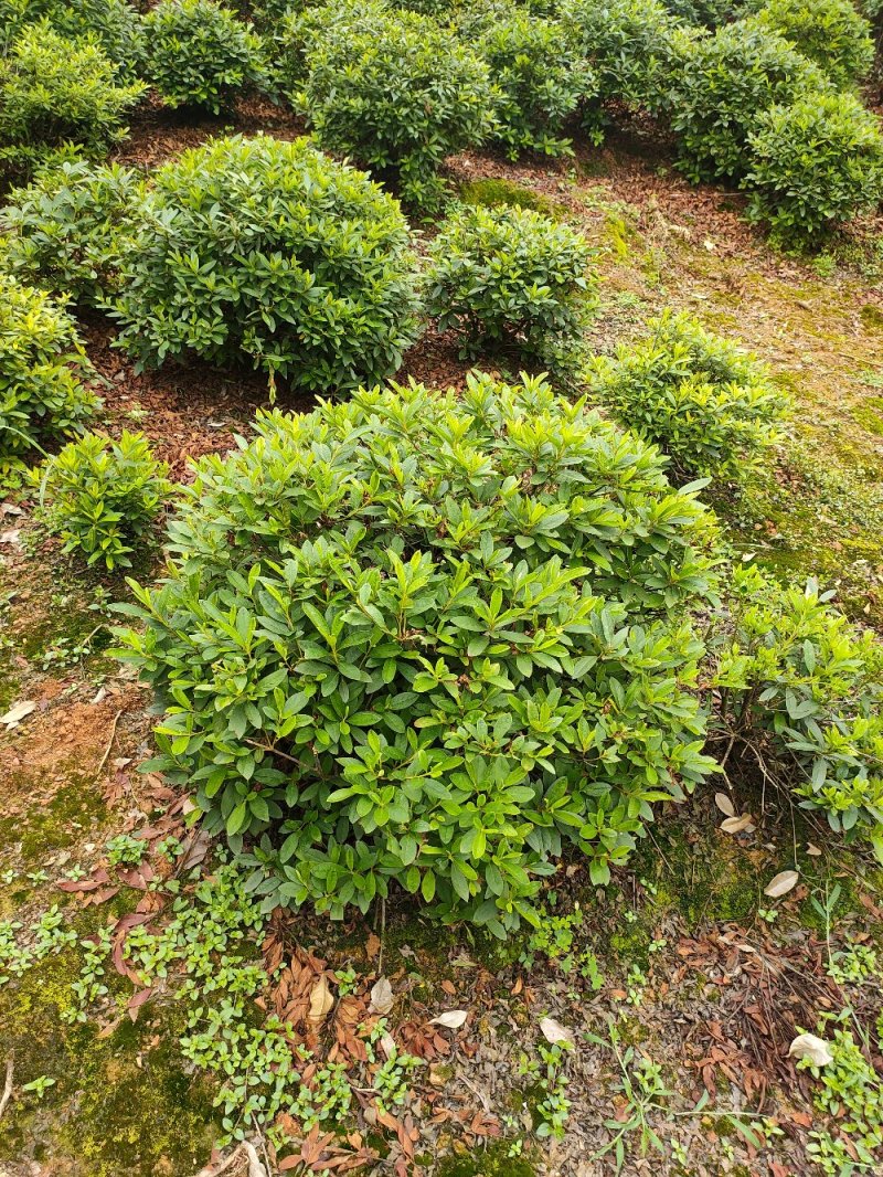 杜鹃球园林绿化工程用苗常绿植物