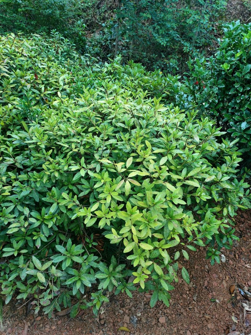 杜鹃球园林绿化工程用苗常绿植物