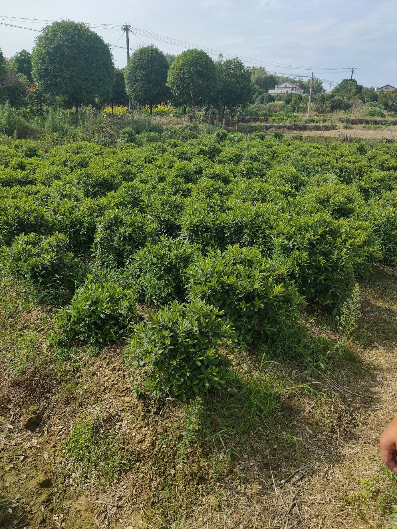 杜鹃球园林绿化工程用苗常绿植物