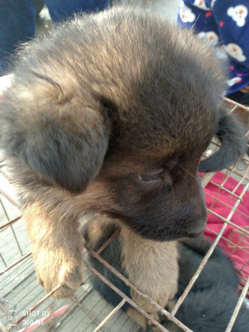 德国牧羊犬黑背，短毛，聪明，性格温顺！勇敢！