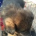 德国牧羊犬黑背，短毛，聪明，性格温顺！勇敢！