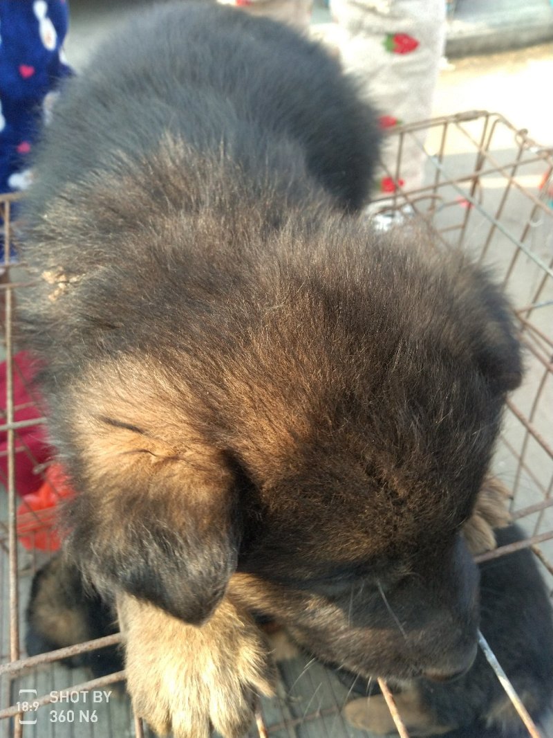 德国牧羊犬黑背，短毛，聪明，性格温顺！勇敢！