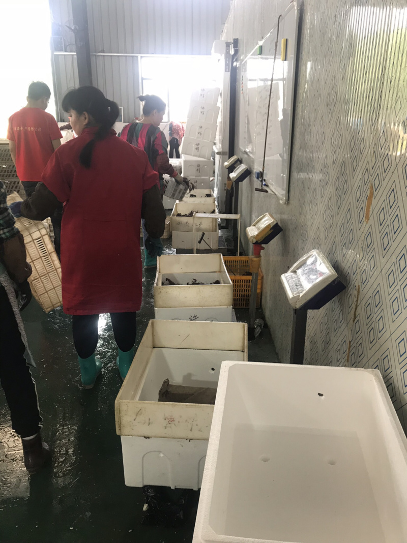 湖北洪湖小龙虾大青大红7-9钱炮头基地捕捞全国出货