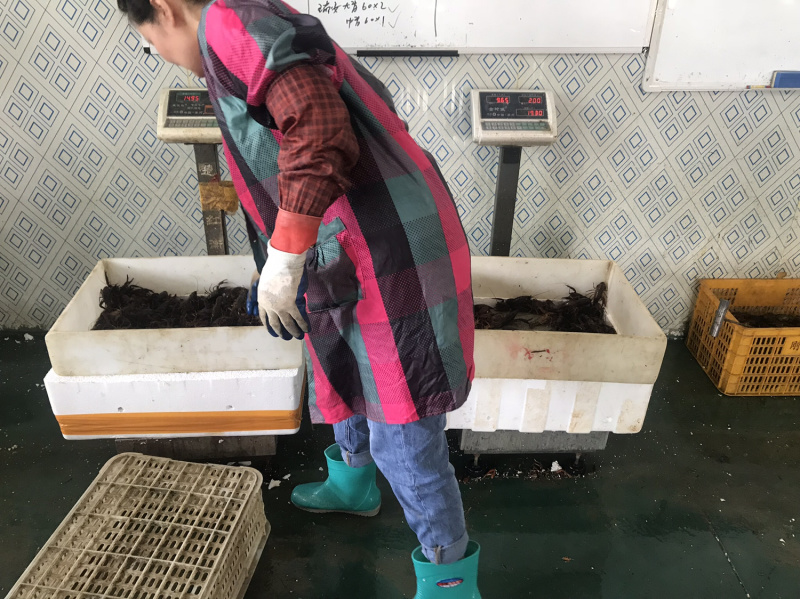 湖北洪湖小龙虾大青大红7-9钱炮头基地捕捞全国出货