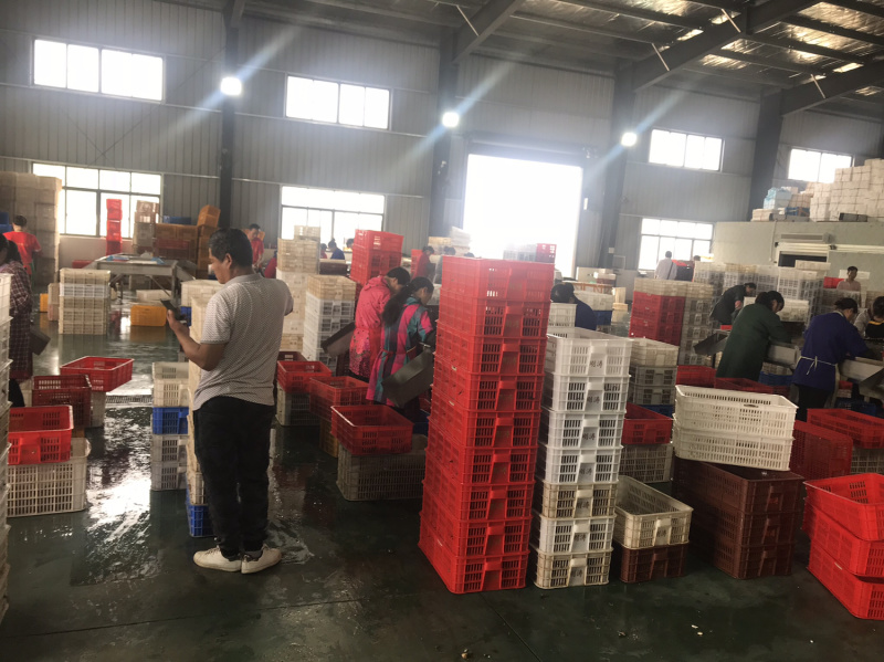 湖北洪湖小龙虾大青大红7-9钱炮头基地捕捞全国出货
