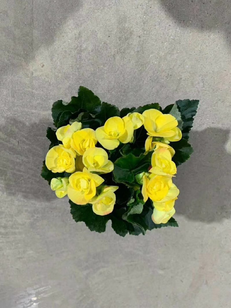 140玫瑰海棠，一箱25盆