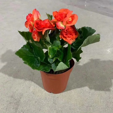 140玫瑰海棠，一箱25盆