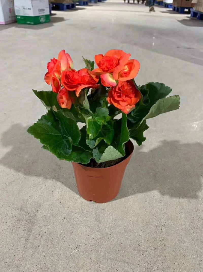 140玫瑰海棠，一箱25盆