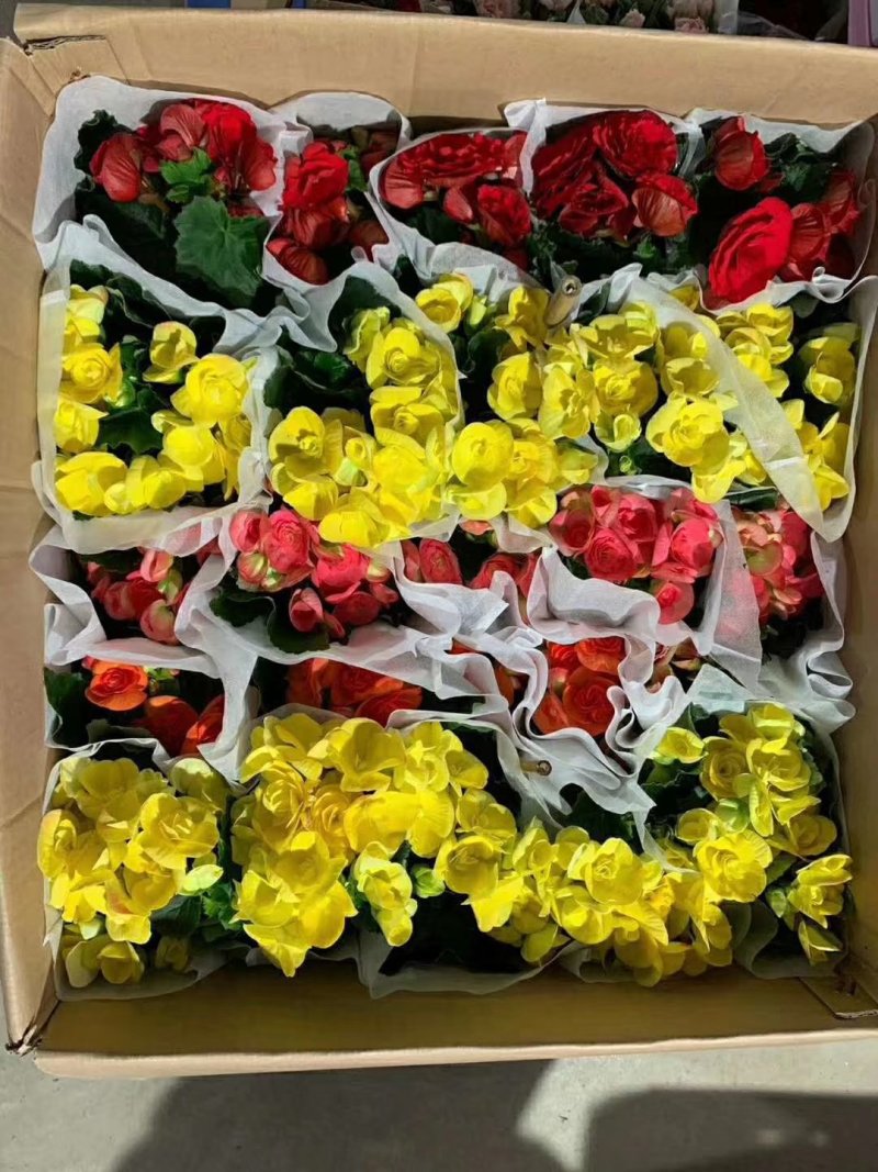 140玫瑰海棠，一箱25盆
