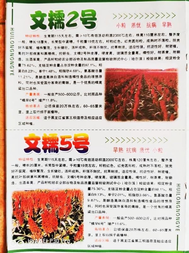 极早熟酿酒专用红高粱新品种惠杂5号高粱种子