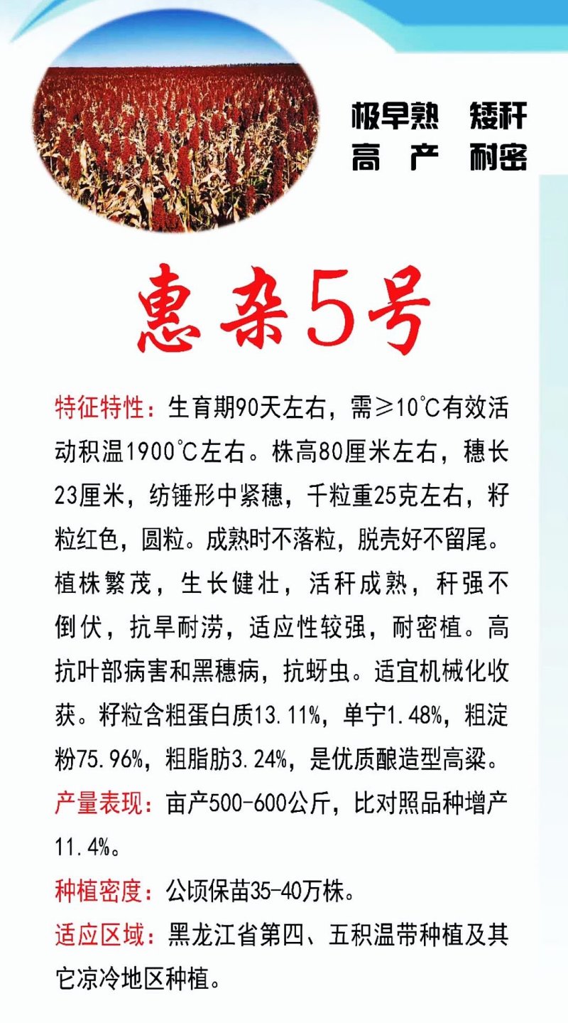 极早熟酿酒专用红高粱新品种惠杂5号高粱种子