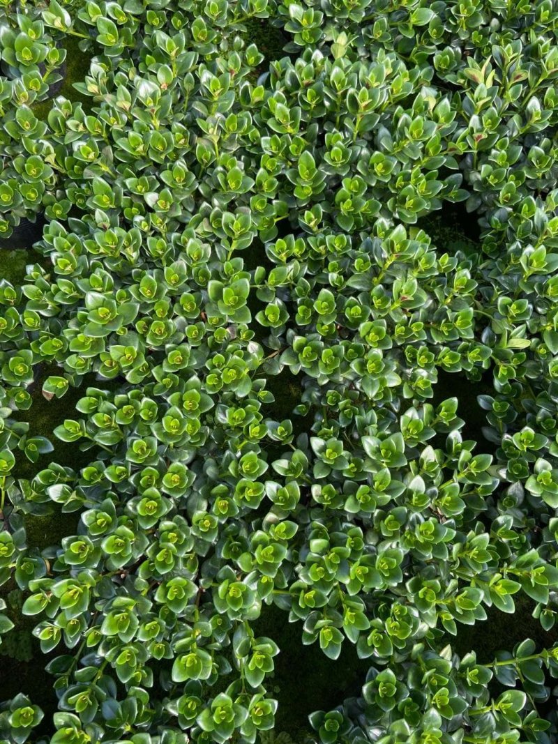 140营养黑杯带花苞金鱼草