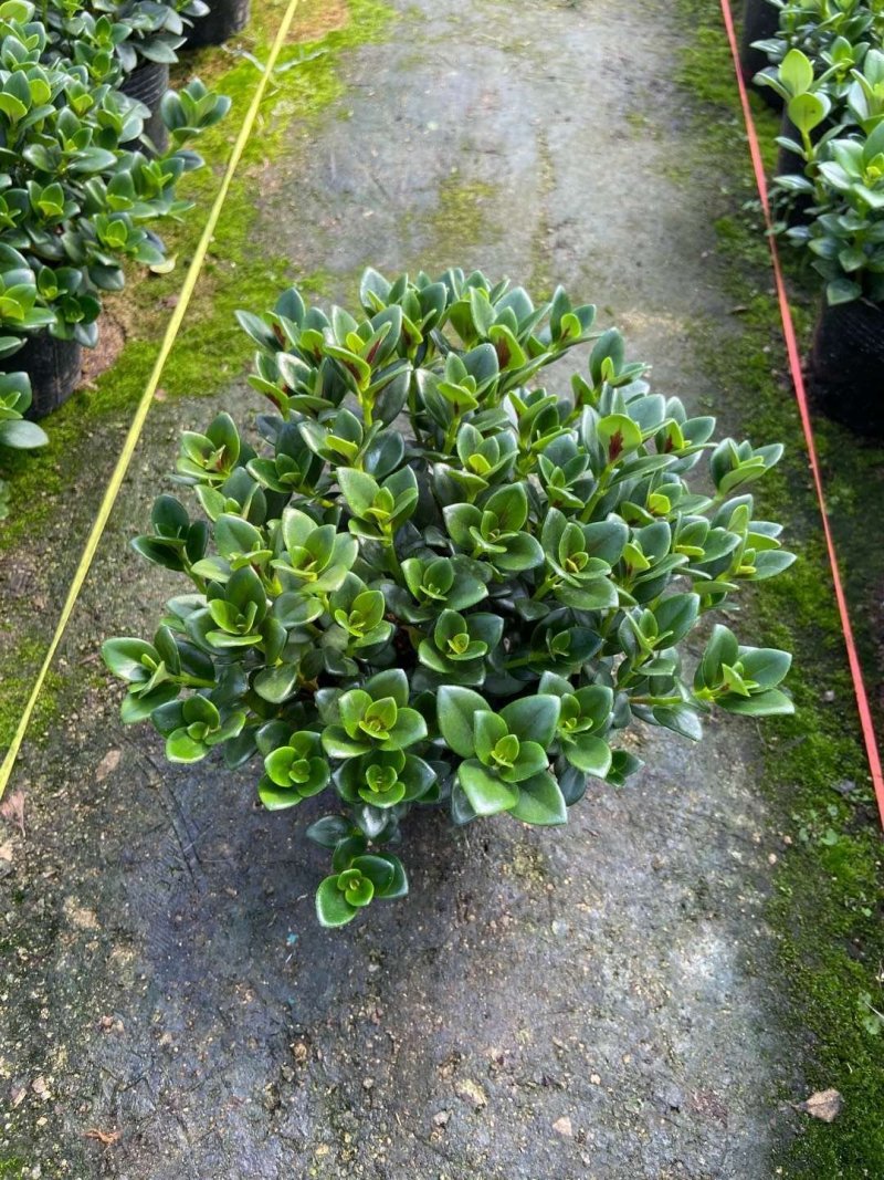 140营养黑杯带花苞金鱼草