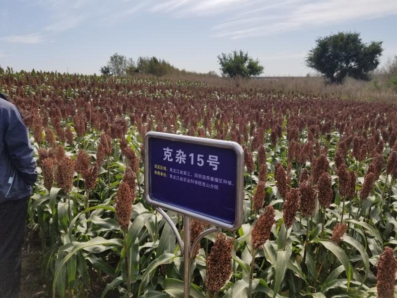 极早熟酿酒专用红高粱新品种惠杂5号高粱种子