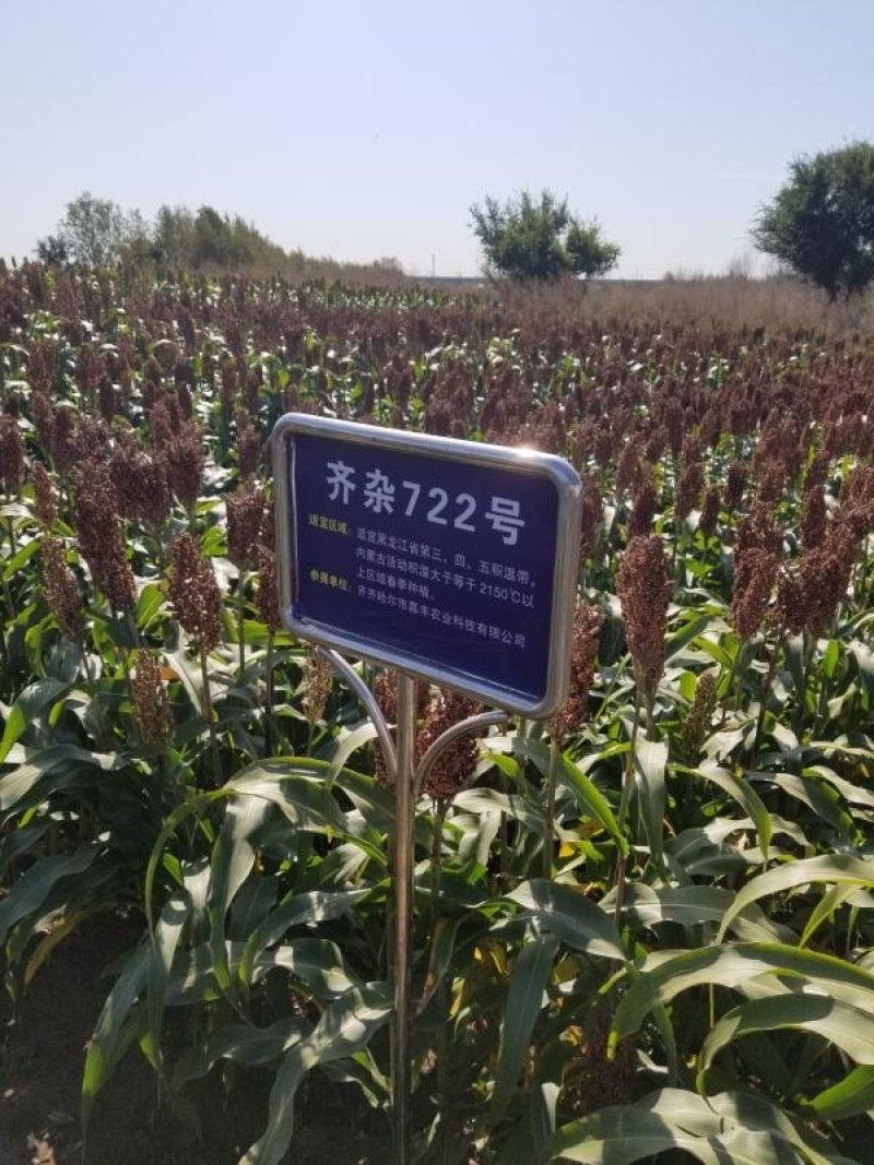 极早熟酿酒专用红高粱新品种惠杂5号高粱种子