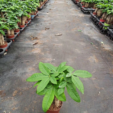 发财树/高30植物盆栽/水培土培三杆发财树
