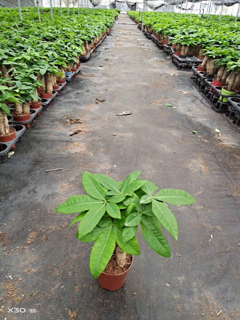 发财树/高30植物盆栽/水培土培三杆发财树