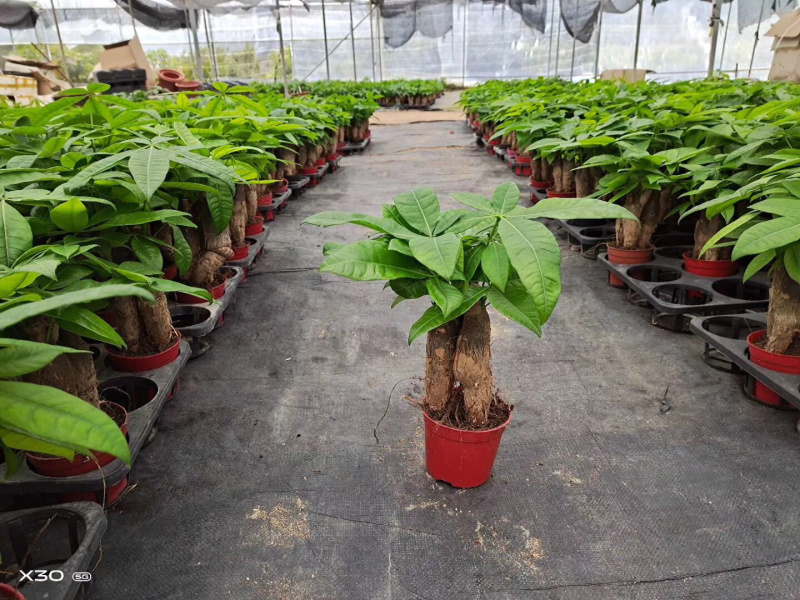 发财树/高30植物盆栽/水培土培三杆发财树