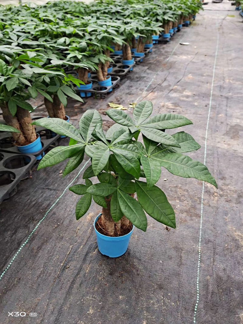 发财树/高30植物盆栽/水培土培三杆发财树