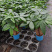 发财树/高30植物盆栽/水培土培三杆发财树