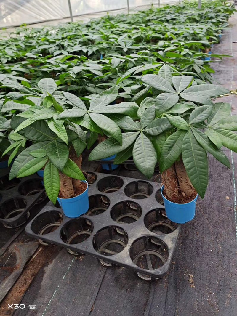 发财树/高30植物盆栽/水培土培三杆发财树