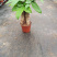 发财树/高30植物盆栽/水培土培三杆发财树