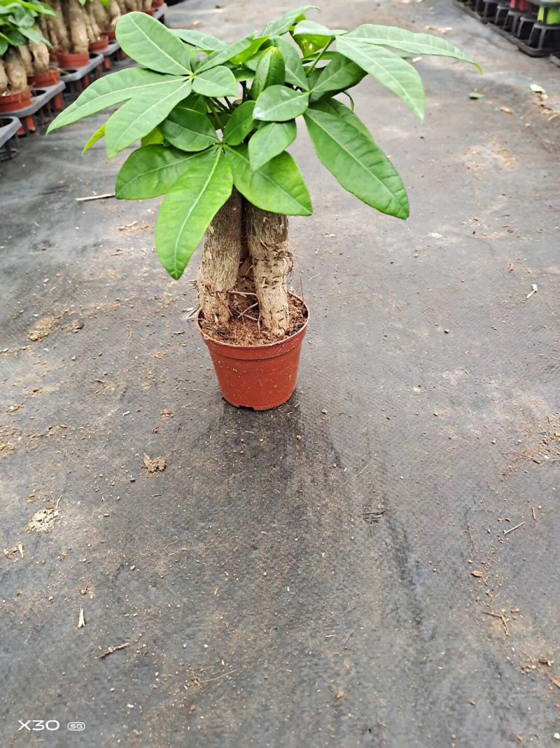 发财树/高30植物盆栽/水培土培三杆发财树
