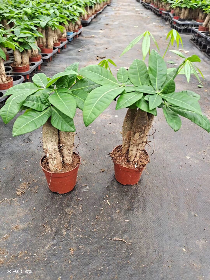 发财树/高30植物盆栽/水培土培三杆发财树