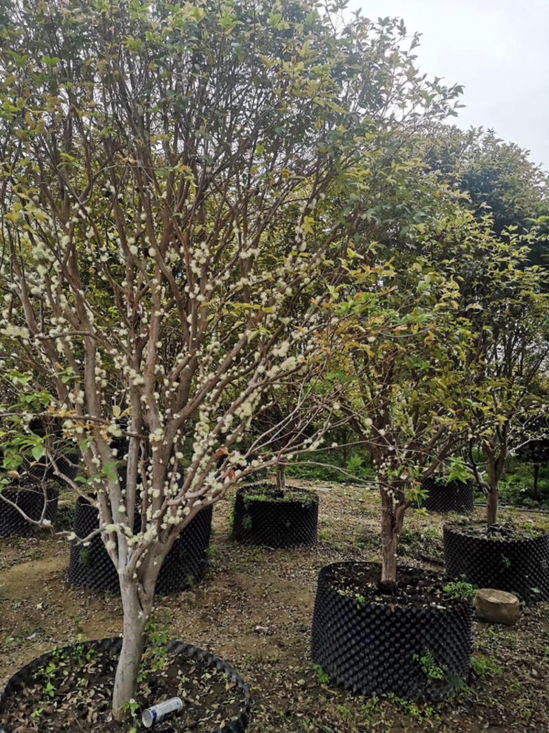 广东嘉宝果树苗10年以上结果多基地直供，技术指导。