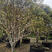 广东台湾嘉宝果树，10以上树龄，已挂果。基地直供技术指导