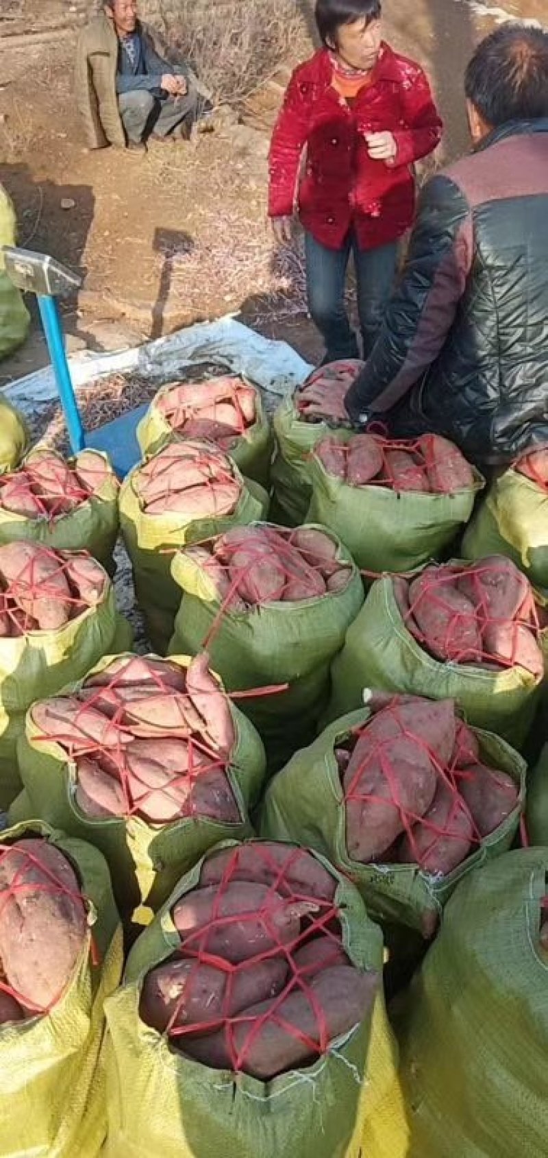 商薯19大量有货。要的速度下单。当天下单不发货。