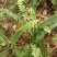 肾蕨排骨草20-50