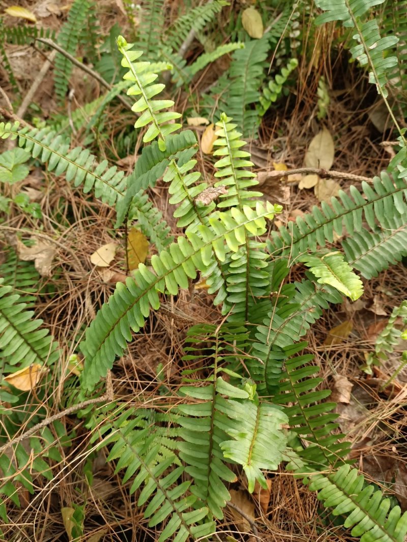 肾蕨排骨草20-50